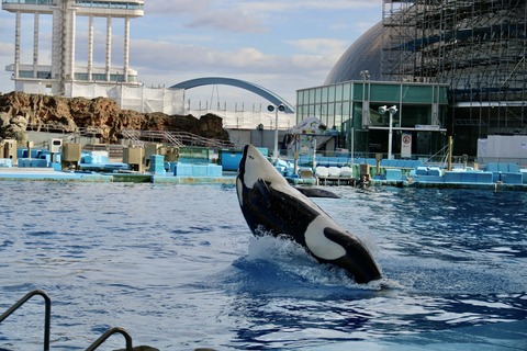 名古屋港水族館 リン 公開トレーニング-30