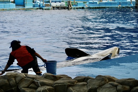 名古屋港水族館 リン 公開トレーニング-35