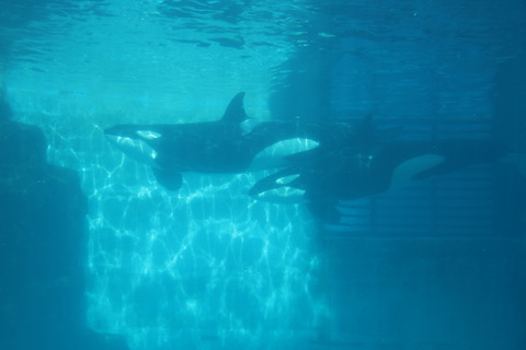 名古屋港水族館 シャチ2021-12