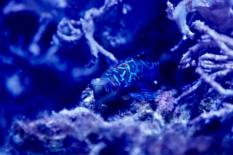 名古屋港水族館 南館水槽-14