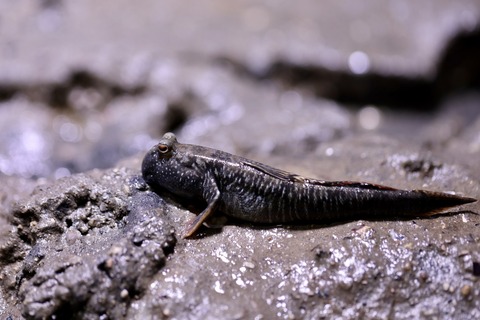 みなとやま水族館-25