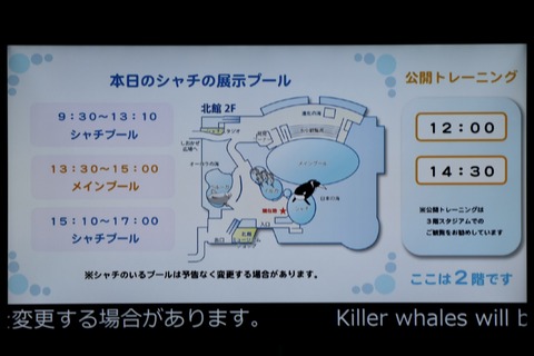 名古屋港シャチのリン公開トレーニング-0