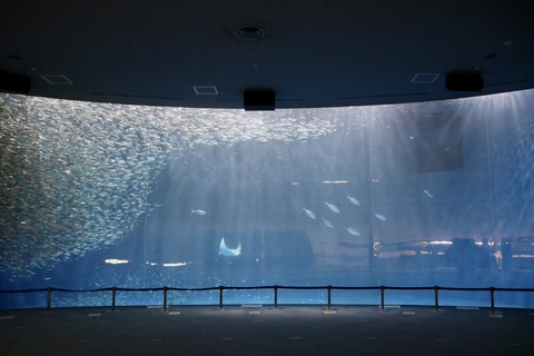 名古屋港 ナイトアクアリウム2021-33