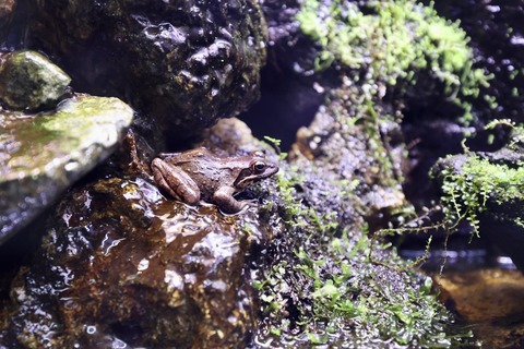 なかがわ水遊園-14