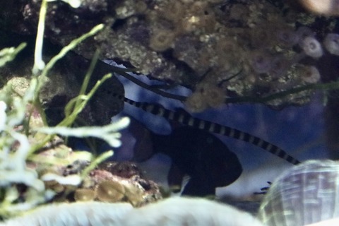 名古屋港水族館 南館水槽-5