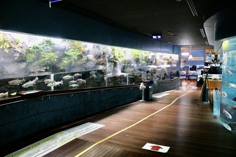 山梨県立富士湧水の里水族館 森の中の水族館-15
