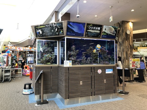 稲沢ドンキ水槽-1