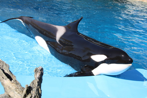 名古屋港シャチ-16