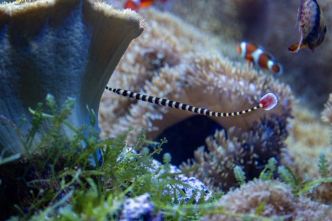 名古屋港水族館 オイランヨウジ-14