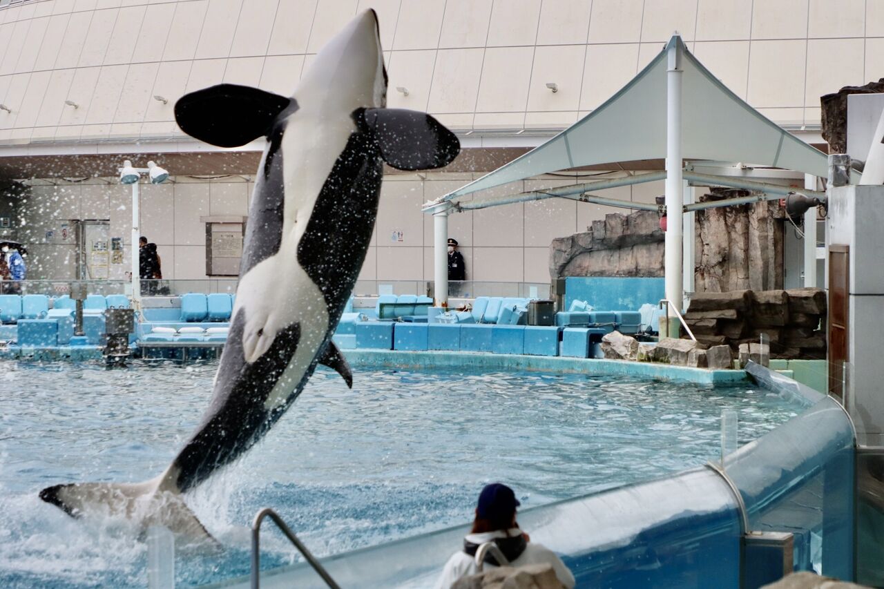 名古屋港水族館 シャチのリンの公開トレーニング 22年2月 主食は水族館です
