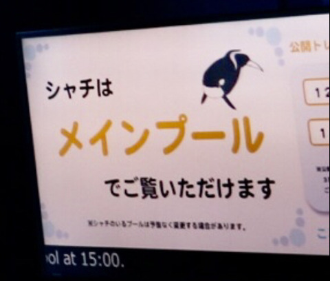 シャチはメインプールえご覧いただけます