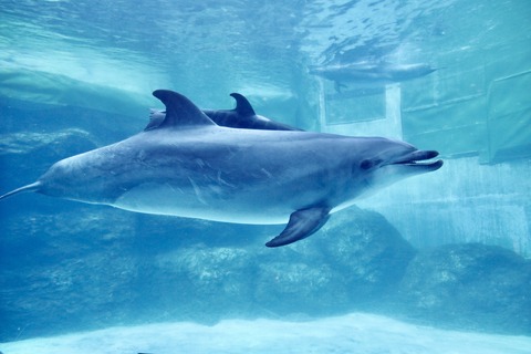 名古屋港 バンドウイルカ 赤ちゃん-11