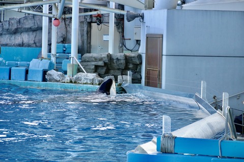 名古屋港水族館 リン 公開トレーニング-23