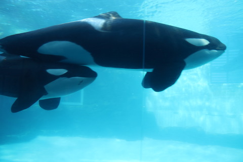 名古屋港水族館 シャチ2021-20