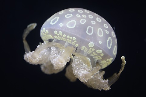 くにみクラゲ公民館-8