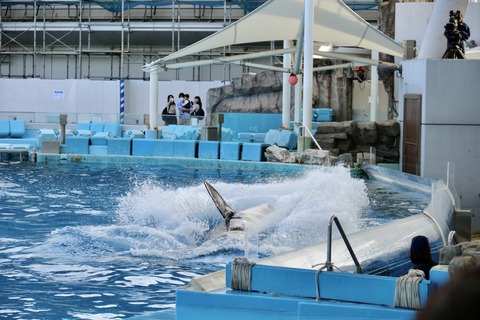 名古屋港水族館 リン 公開トレーニング-48