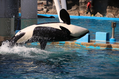 名古屋港水族館 シャチ2021-34