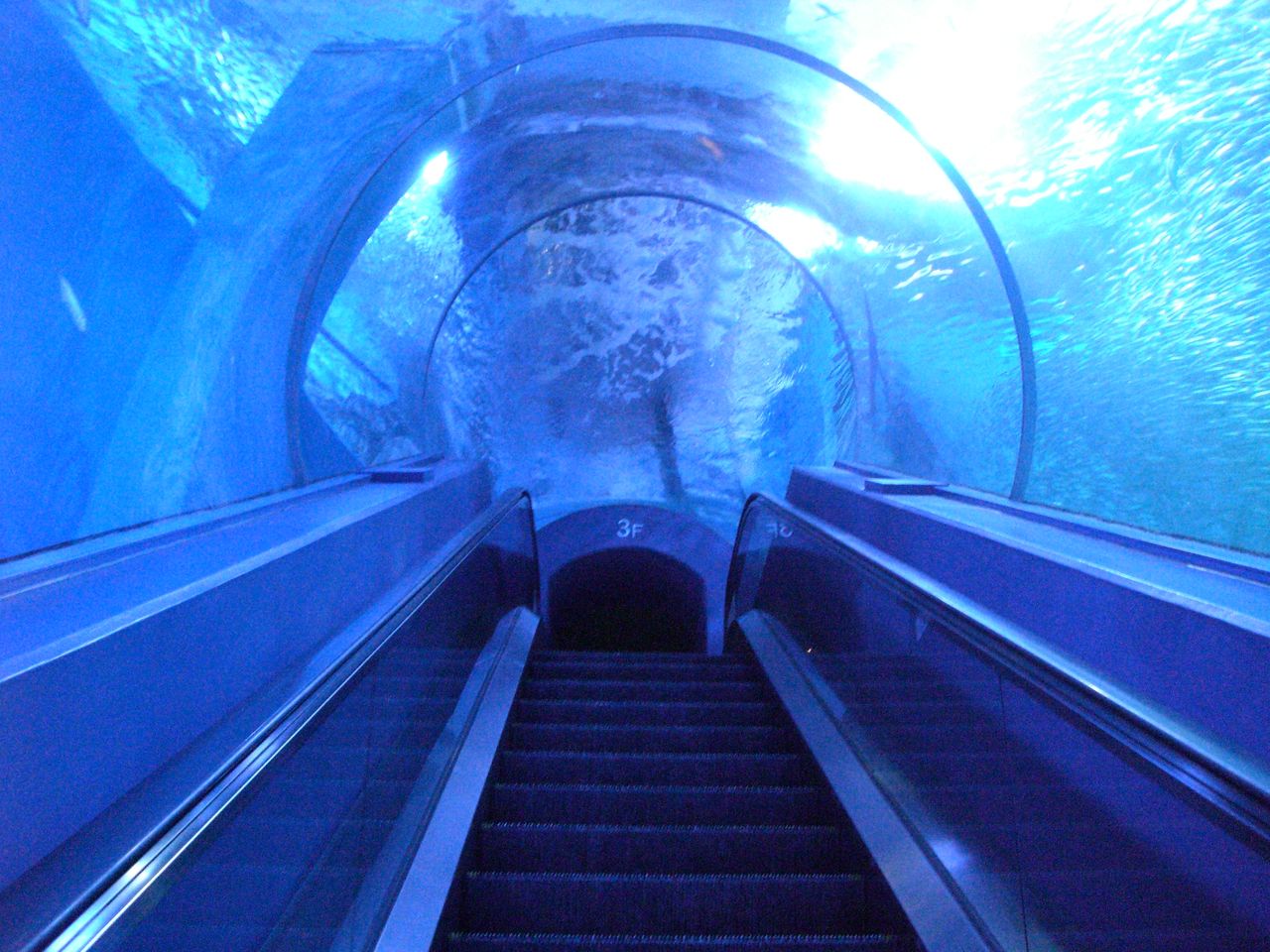 神奈川県 八景島シーパラダイス 主食は水族館です