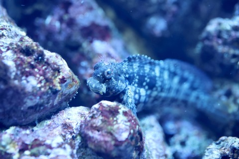 みなとやま水族館-33