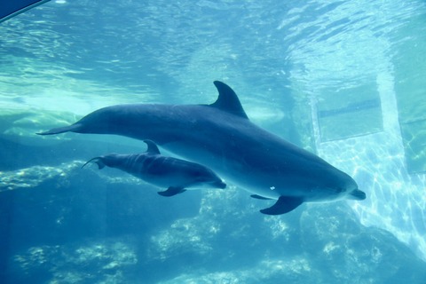 名古屋港 バンドウイルカ 赤ちゃん-6