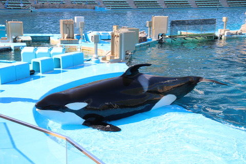 名古屋港水族館 シャチ2021-16