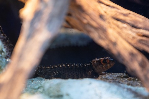 DMMかりゆし水族館イモリ-4