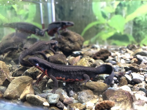 マリンワールド海の中道 イモリ-3