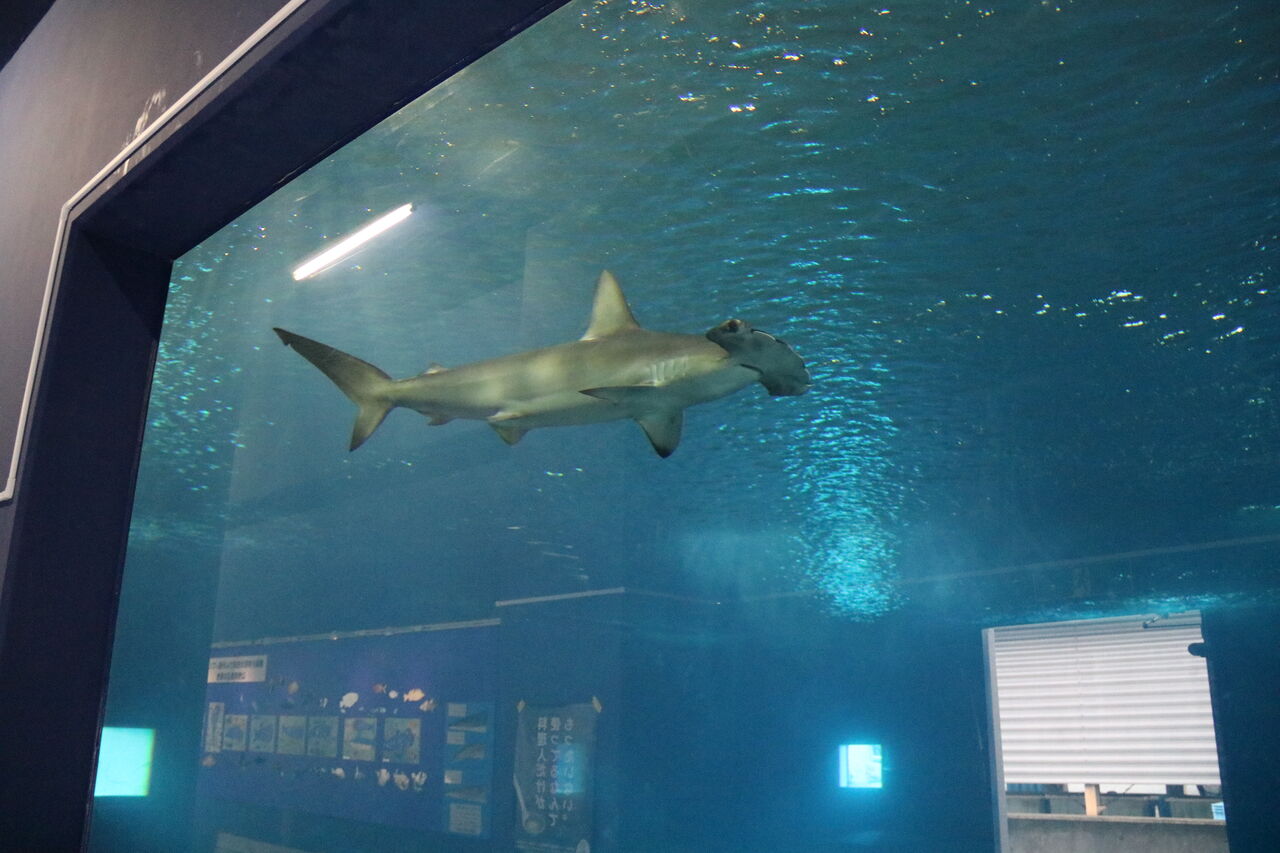 高知県 大阪海遊館 海洋生物研究所 以布利センター 主食は水族館です 高知県 大阪海遊館 海洋生物研究所 以布利センター 主食は水族館です