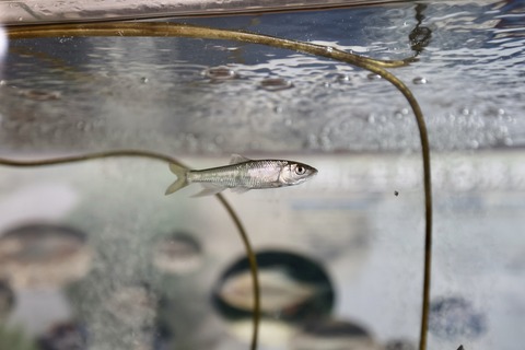 ひみラボ水族館-7