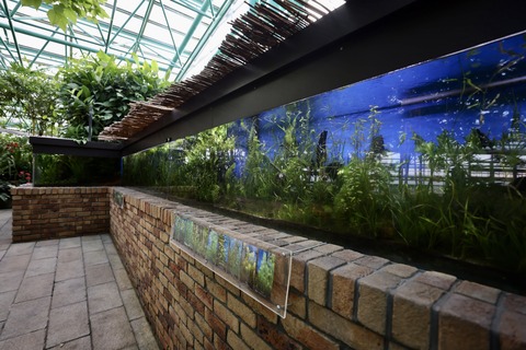 草津市立水生植物公園 みずの森-13