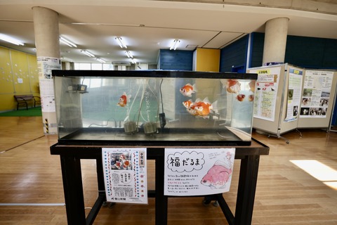 ひみラボ水族館-9