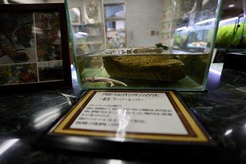 草津市立水生植物公園 みずの森-9