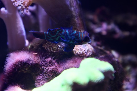 DMMかりゆし水族館-44
