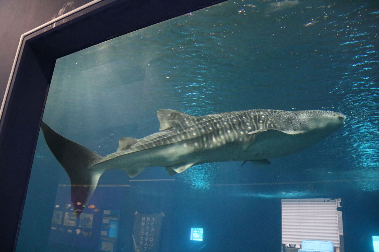 高知県 大阪海遊館 海洋生物研究所 以布利センター 主食は水族館です 高知県 大阪海遊館 海洋生物研究所 以布利センター 主食は水族館です