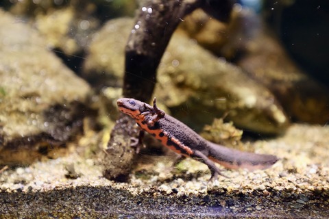 なかがわ水遊園-15