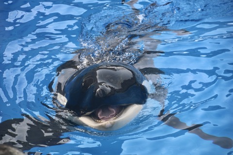 名古屋港 シャチのアース公開トレーニング-14