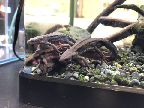 ウォットイモリ-2