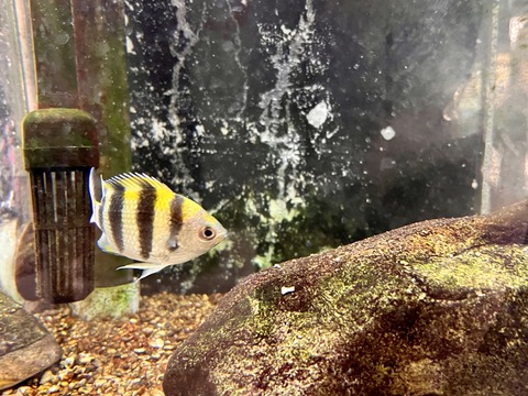 白浜駅の水槽-6