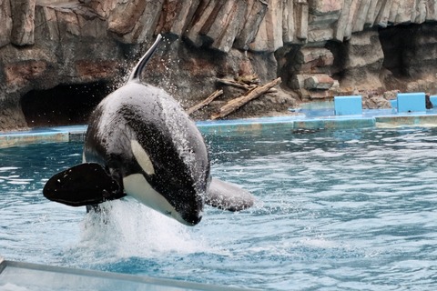 名古屋港シャチのリン公開トレーニング-6