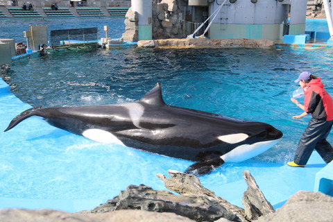 名古屋港水族館 シャチ2021-32