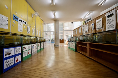 ひみラボ水族館-17