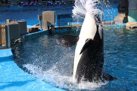 名古屋港シャチ-23