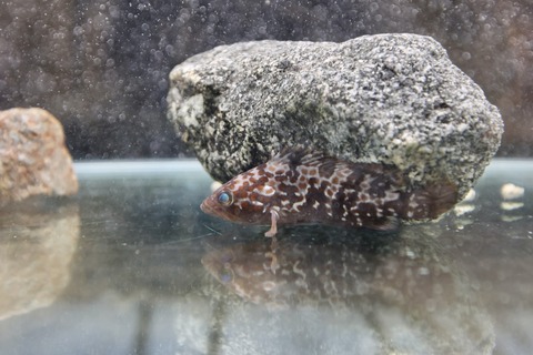 富山県栽培漁業センター-5