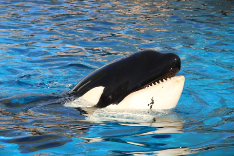 名古屋港シャチ-8