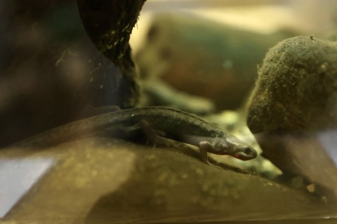 桶ケ谷沼ビジターセンター-9