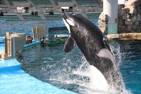 名古屋港水族館 シャチ2021-35