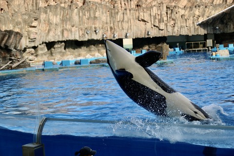 名古屋港水族館 リン 公開トレーニング-41