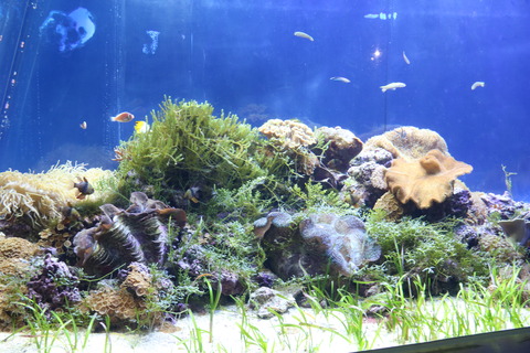 名古屋港 オオシャコガイ-2