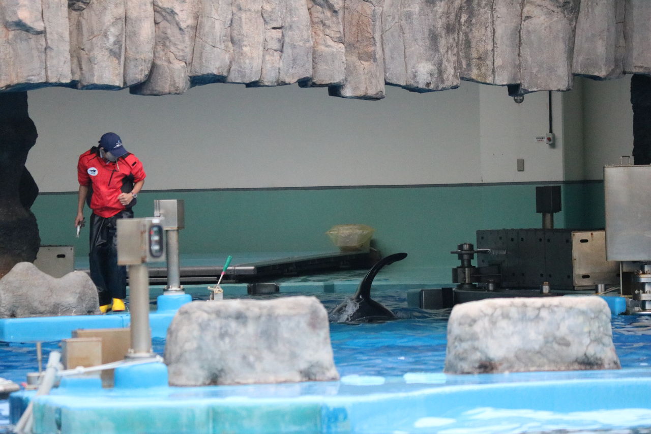 名古屋港 シャチの公開トレーニング アース隔離 主食は水族館です 名古屋港 シャチの公開トレーニング アース隔離 主食は水族館です
