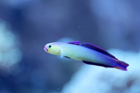 みなとやま水族館-32